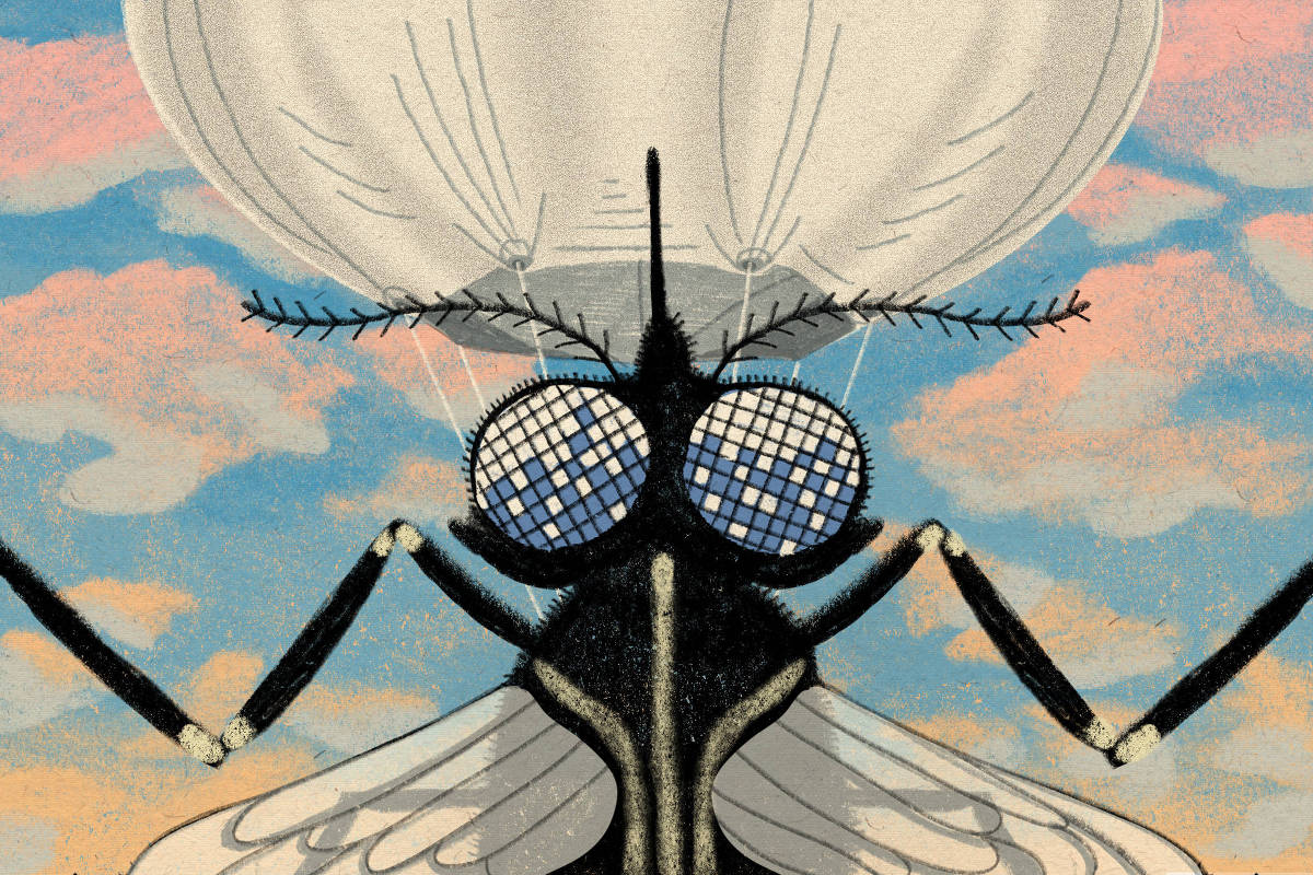 Illustration